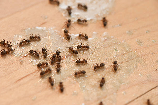 Flea Control Services in Carpentersville, IL