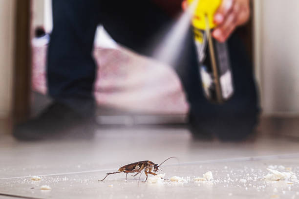 Best Spider Control Near Me  in Carpentersvle, IL
