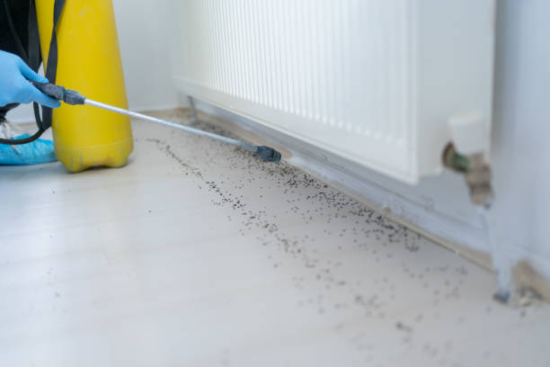 Best Wasp Removal Services  in Carpentersvle, IL